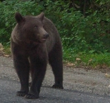Un urs și-a făcut apariția, duminică seară, pe o stradă din sudul Sinăii